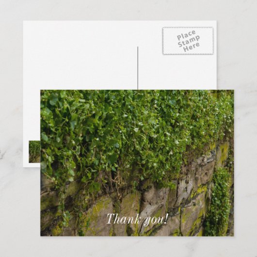 Muur van klimop briefkaart (Voorkant / Achterkant)