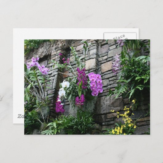 Muur van orchideeën briefkaart (Voorkant / Achterkant)