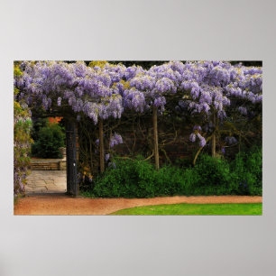 Muur van Wisteria Poster