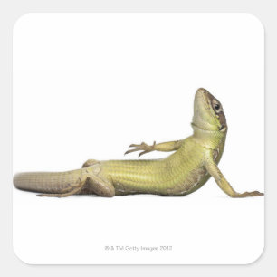 Muurhagedis liggen beneden - Podarcis muralis Vierkante Sticker