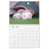 Muurkalender voor fretten kalender (Mar 2027)
