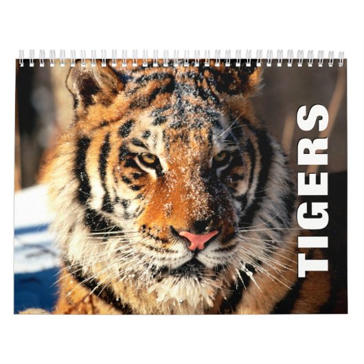 Muurkalender voor tigers kalender (Hoes)
