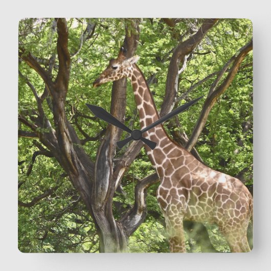 Muurklok van dierlijke Giraffe Vierkante Klok (Voorkant)