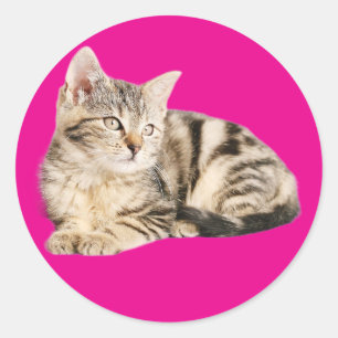 Muurkunst poster kattenliefhebbers ronde sticker