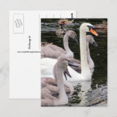 Muute Swan Family Briefkaart (Voorkant / Achterkant)