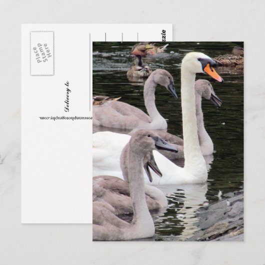 Muute Swan Family Briefkaart (Voorkant / Achterkant)