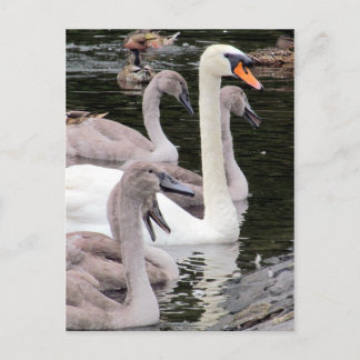 Muute Swan Family Briefkaart