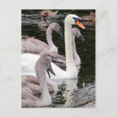 Muute Swan Family Briefkaart (Voorkant)