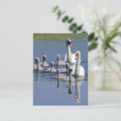 Muute Swan Family Briefkaart (Staand voorkant)