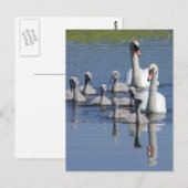 Muute Swan Family Briefkaart (Voorkant / Achterkant)