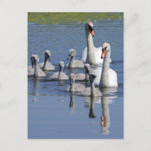 Muute Swan Family Briefkaart