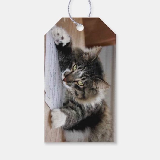 Muziekkattenkaartjes Labels Cadeaulabel (Voorkant)