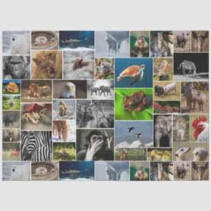 "My Animal Kingdom" Wild Animal Tissue Paper Tissuepapier
