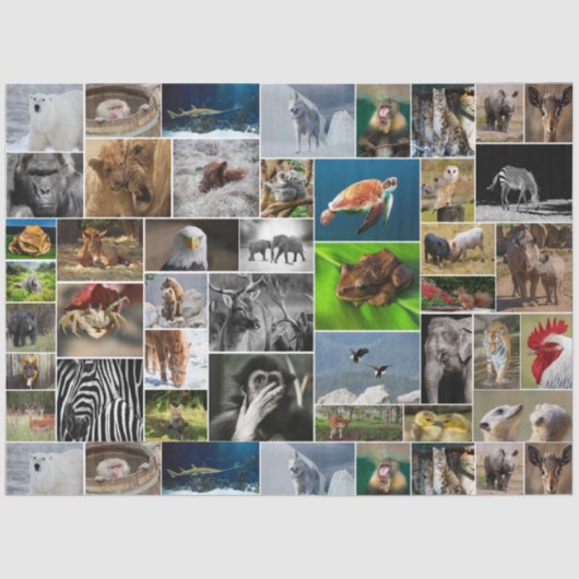 "My Animal Kingdom" Wild Animal Tissue Paper Tissuepapier (Voorkant)