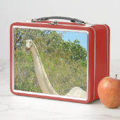 My Brontosaurus Dinosaur (In situ)