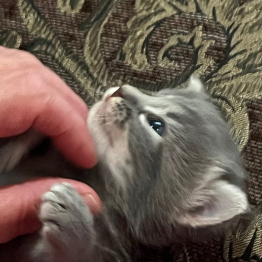 My Cat Is Better Behaved, Cat Coffee Mug Koffiemok