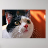 My cat poster (Voorkant)