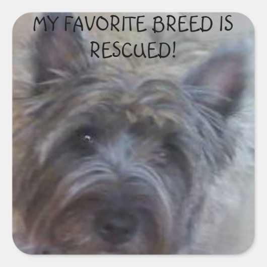 My Favorite Breed is Rescued! Vierkante Sticker (Voorkant)