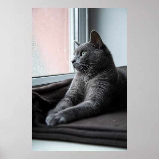 MY SWEETHEART ROUTER RESCUED KITTEN POSTER (Voorkant)