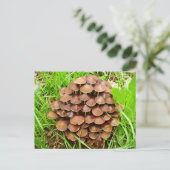 Mycena inclinata Mushroom Briefkaart (Staand voorkant)