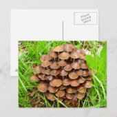 Mycena inclinata Mushroom Briefkaart (Voorkant / Achterkant)