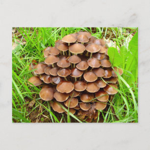 Mycena inclinata Mushroom Briefkaart