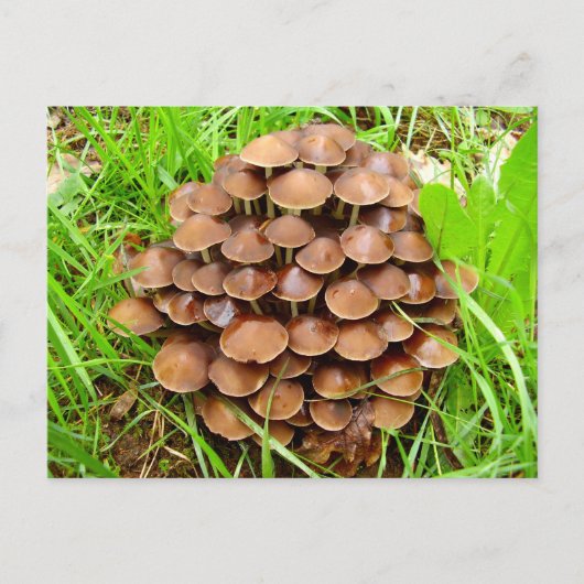 Mycena inclinata Mushroom Briefkaart (Voorkant)