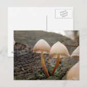 Mycena inclinata Mushroom Briefkaart (Voorkant / Achterkant)