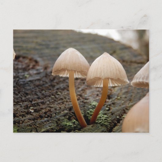 Mycena inclinata Mushroom Briefkaart (Voorkant)