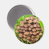 Mycena inclinata Mushroom Magnet (Voorkant / Achterkant)