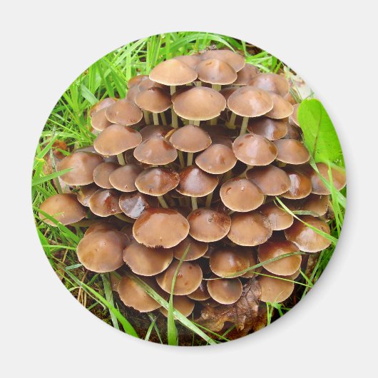 Mycena inclinata Mushroom Magnet (Voorkant)