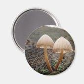 Mycena inclinata Mushroom Magnet (Voorkant / Achterkant)