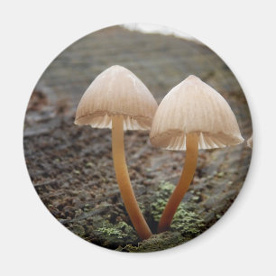 Mycena inclinata Mushroom Magnet
