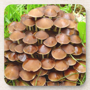 Mycena inclinata paddenstoel Onderzetters van hard