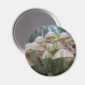 Mycena inclinata Paddenstoelen Magnet (Voorkant / Achterkant)