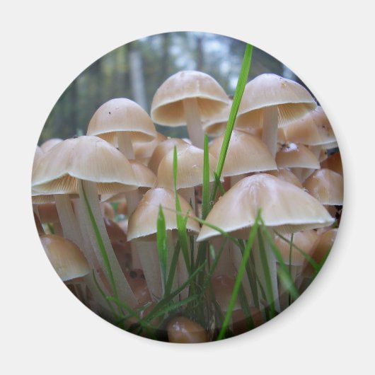Mycena inclinata Paddenstoelen Magnet (Voorkant)