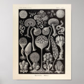 Mycetozoa Ernst Haeckel Art Print (Voorkant)