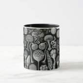 Mycetozoa van Ernst Haeckel Mok (Midden)