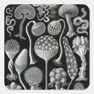 Mycetozoa van Ernst Haeckel Vierkante Sticker