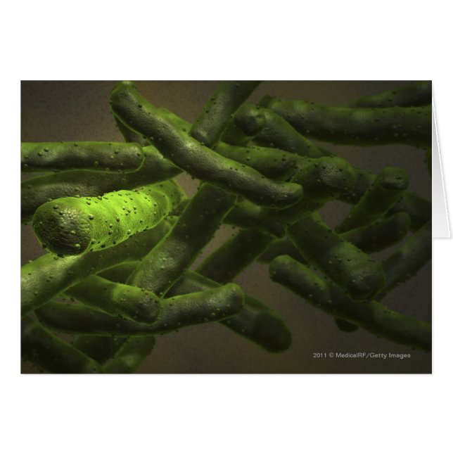 Mycobacterium tuberculosis cellen (Voorkant Horizontaal)