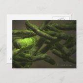 Mycobacterium tuberculosis cellen briefkaart (Voorkant / Achterkant)