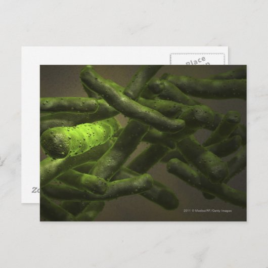 Mycobacterium tuberculosis cellen briefkaart (Voorkant / Achterkant)