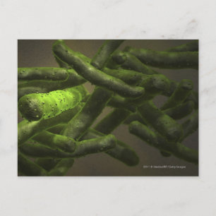 Mycobacterium tuberculosis cellen briefkaart