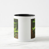 Mycobacterium Tuberculosis Mok (Midden)