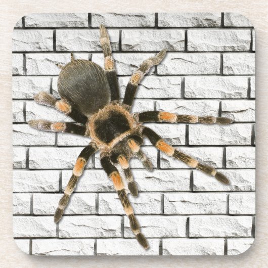Mygale spin (Brachypelma smithi). Bier Onderzetter (Voorkant)