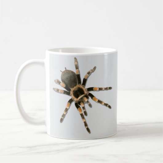 Mygale spin (Brachypelma smithi). Koffiemok (Links)