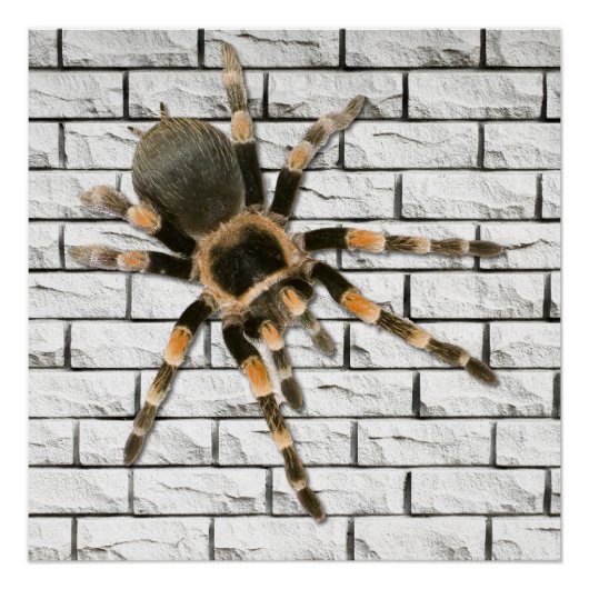 Mygale spin (Brachypelma smithi). Perfect Poster (Voorkant)