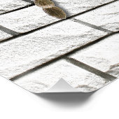 Mygale spin (Brachypelma smithi). Perfect Poster (Hoek)