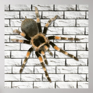 Mygale spin (Brachypelma smithi). Poster