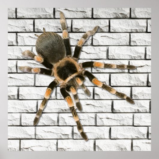Mygale spin (Brachypelma smithi). Poster (Voorkant)
